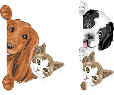 Tatlı bakışlar Saint Bernard köpeği, Cocker Spaniel ve kedi