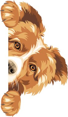 Gözetleme Sınırı Collie köpeği beyazda izole edilmiş.