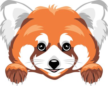 Gözetleyen tatlı kırmızı panda beyazda izole edilmiş.