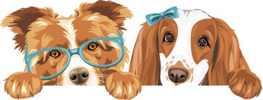 Collie 'nin köpeği ve Cocker Spaniel' in aksesuarları çok komik.