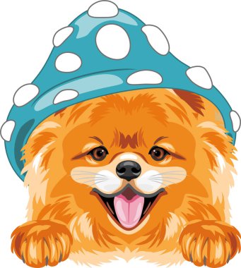Mavi şapkalı sevimli Pomeranya köpeği.