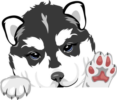 Hoş geldin meraklı köpek yavrusu.