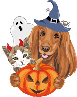 Cadılar Bayramı aksesuarlarıyla komik kedi ve Cocker Spaniel köpeği