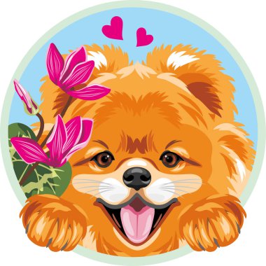 Çiçekli mutlu Pomeranya köpeği.