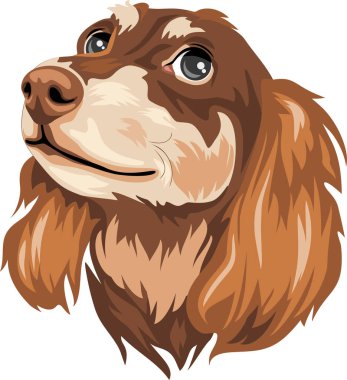Rüya dachshund. Beyaz üzerine izole edilmiş köpek portresi