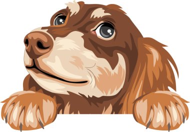Rüyamda dachshund 'u dikizliyordum. Beyaz üzerine izole edilmiş köpek portresi