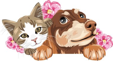 Şirin bir kedi ve pembe çiçekli rüya dachshund.