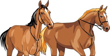 Beyaz tenli iki güzel kahverengi at.