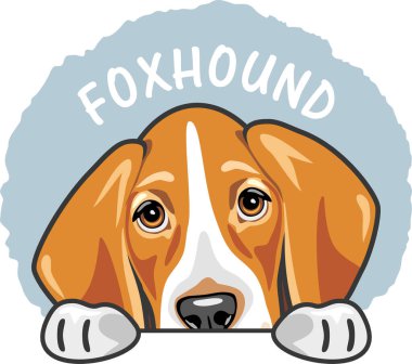 Tatlı üzgün tilki avcısını dikizlemek. Etiket