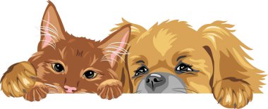 Zencefilli kedi ve Pekin köpeği en iyi arkadaşlardır.