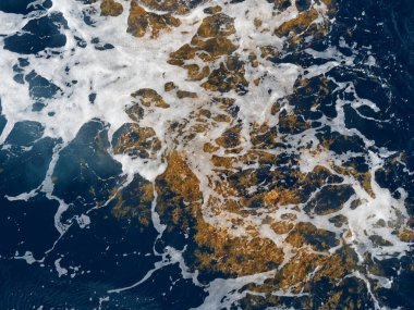 Yeşil yosun yosunlu okyanus