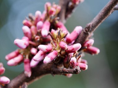 Güneşli bir günde Cercis canadensis mor çiçek açar. Yehuda ağacının yakın plan pembe çiçekleri. Seçici odaklanma. Tasarım için doğa konsepti.