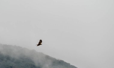 Genç yetişkin bataklık bataklığı dişisi bulutlara karşı uçuyor. Şahinler, şahinler, yırtıcılar, kuşlar, Circus aeroginosus