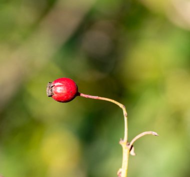 Kırmızı gül kalça Bush İtalya