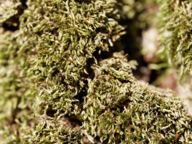 La spezia 'da bir çayırda ağaçta yosun var.