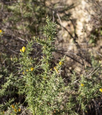  Kalikotome spinosa, dikenli süpürge veya dikenli süpürge. 