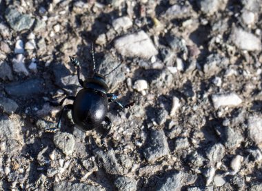Bahçemdeki kara yaprak böceğinin ayrıntıları.