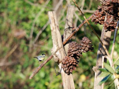 Great tit portrait in winter cute bird