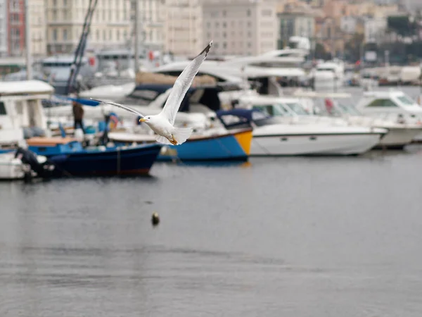 Gabbiano Mare Nel Porto Mergellina Napoli — Foto Stock