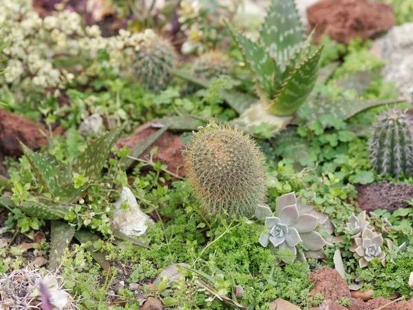 Детали Суккулентного Растения Лугу — стоковое фото