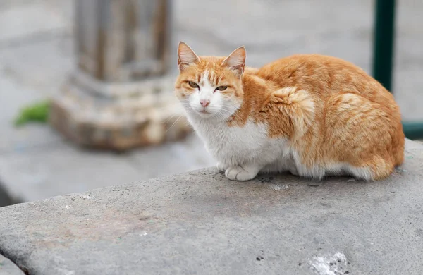 Öreg Narancs Macska Feküdt Földön — Stock Fotó
