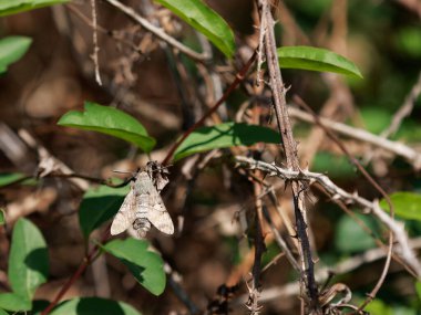 Sinekkuşu şahin güvesi (Macroglossum stellatarum). Her yıl iki ya da daha fazla yavrular üretilir. Yetişkinler yılın herhangi bir zamanında karşılaşabilirler, özellikle de güneyde.