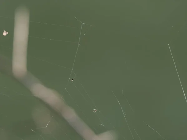 牧草地のクモの巣 — ストック写真