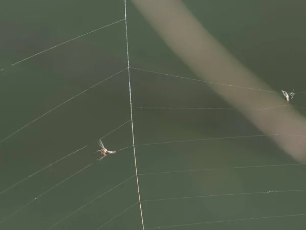 牧草地のクモの巣 — ストック写真