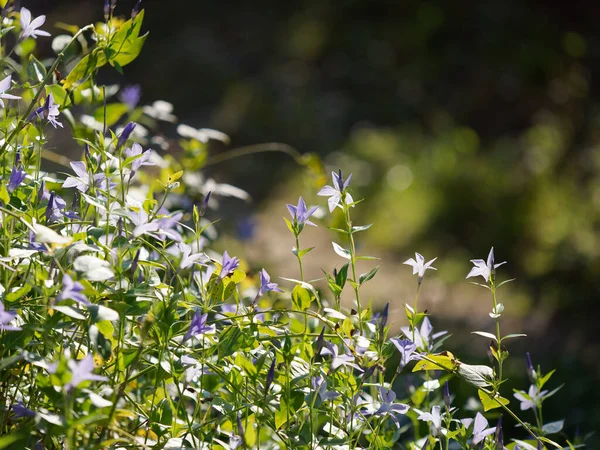 Szczegóły Perwinkle Kwiat Łące — Zdjęcie stockowe
