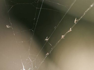 Örümcek ağı bahar mevsiminde gün doğumunda su damlalarıyla süslenir.