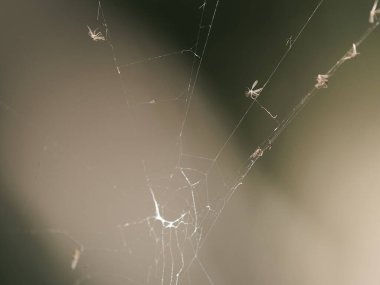 Örümcek ağı bahar mevsiminde gün doğumunda su damlalarıyla süslenir.