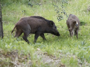 Yazın yeşil tahıl tarlasında beslenen yaban domuzları. Vahşi domuz tarım arazisinde saklanıyor. Kopya uzayı. Omurgalılar yazın bulanık arka planda otlar..