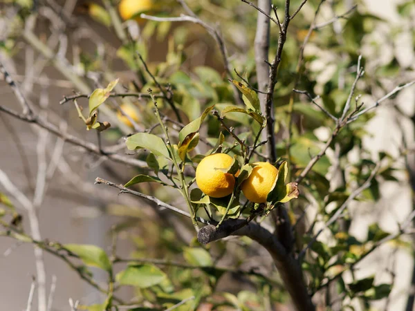 Bündel Frischer Gelber Reifer Zitronen Auf Zitronenzweigen Italienischen Garten — Stockfoto