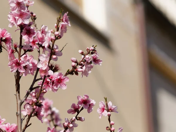 Вибірковий Фокус Красивих Гілок Рожевого Вишневого Цвіту Дереві Під Блакитним — стокове фото