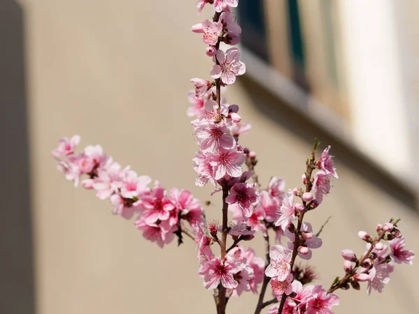 Вибірковий Фокус Красивих Гілок Рожевого Вишневого Цвіту Дереві Під Блакитним — стокове фото