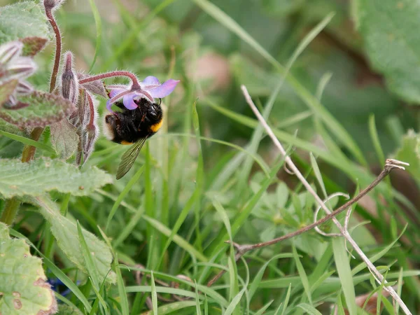 Macro Photo Bumblebee Working Flower — Stock Photo, Image