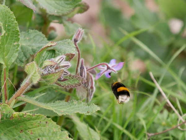 Μακρο Φωτογραφία Του Bumblebee Που Εργάζεται Για Λουλούδι — Φωτογραφία Αρχείου
