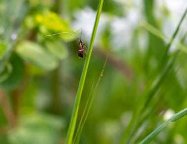 Güneşte dinlenen uzun boynuzlu bir güvenin makro görüntüsü..