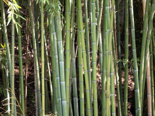 Dettaglio Della Foresta Bambù Giardino Botanico — Foto Stock