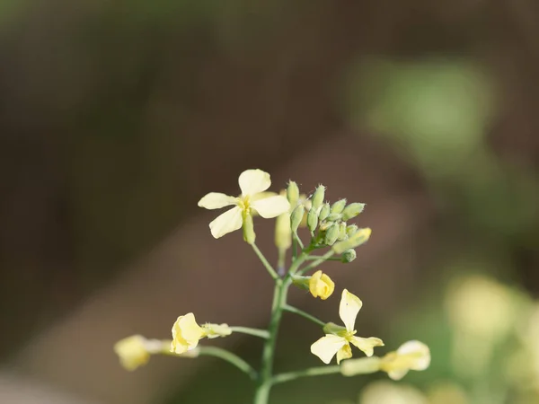 One of the best mustard flowers in the mustard field