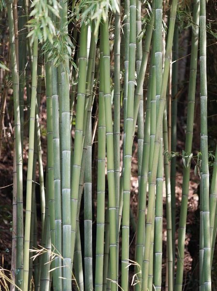 Detail Van Bamboe Bos Een Botanische Tuin — Stockfoto