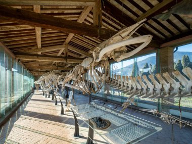 Calci - Pisa - İtalya Şubat - 2023 Avrupa gece müzesi sırasında Doğal Tarih Müzesi. Balina kemikleri