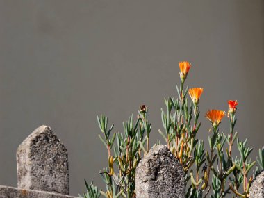 bir ortaçağ kalesi içinde gerbera çiçek