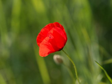 La spezia 'da bir çayırda haşhaş