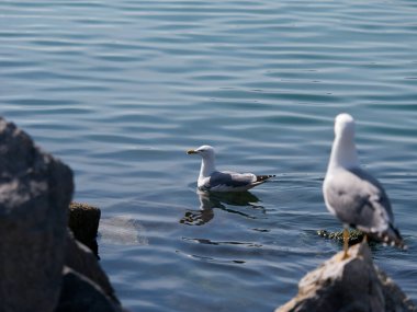 Gulf pf la spezia 'da martı