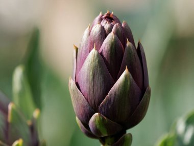 Alman yavaş yemek bahçesinde taze taze enginar.