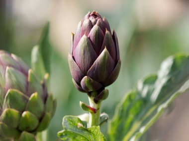 Alman yavaş yemek bahçesinde taze taze enginar.