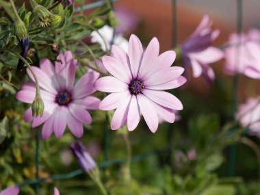 Çayırdaki Dimorphoteca çiçeğinin ayrıntıları