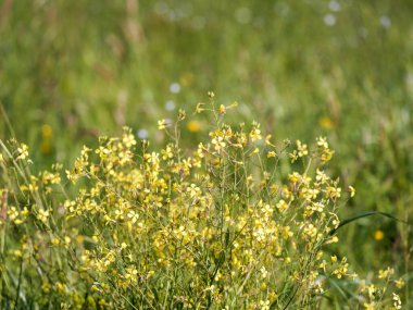 Hindistan 'da hardal çiçeği ve hardal bitkisi yetişiyor. Bu çiçeklerin tohumlarından yenilebilir yağ çıkarılır..