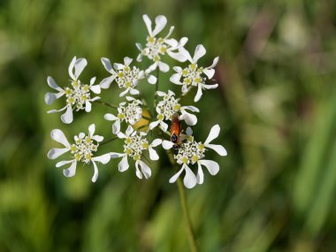 carrot blossoms. white flowers. wild flowers. nutrition. eco-products in farm.